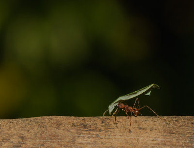 IMG_5123-ant.jpg