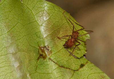IMG_5157-ant.jpg