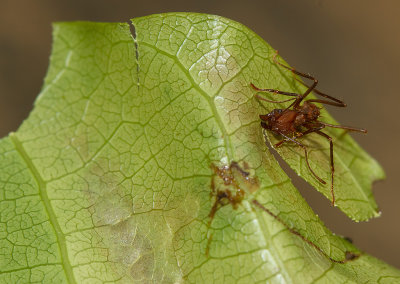 IMG_5161-ant.jpg