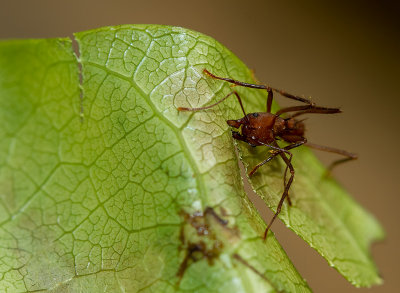 IMG_5164-ant.jpg