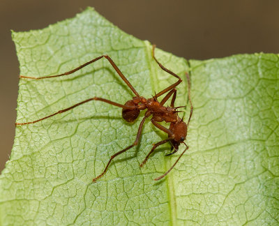IMG_5167-ant.jpg