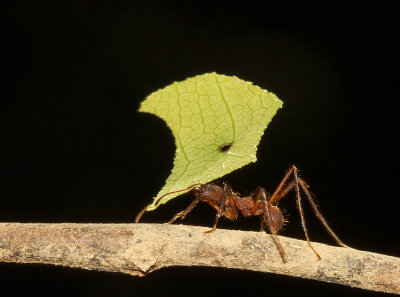 IMG_5191-ant.jpg