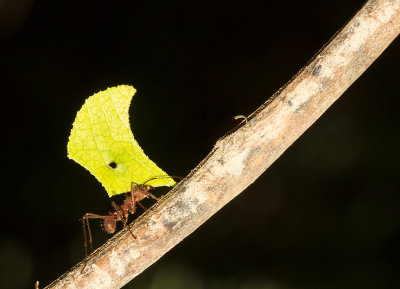 IMG_5194-ant.jpg