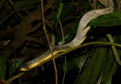 IMG_5223-snake.jpg