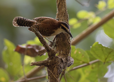 Rufous-naped Wren (IMGL0330)