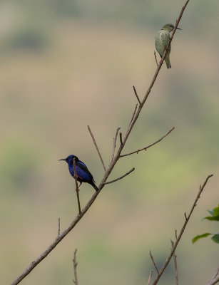 Shining Honeycreeper (IMGL0643)
