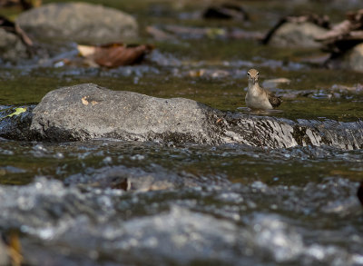 Plovers, Sandpipers....in CR
