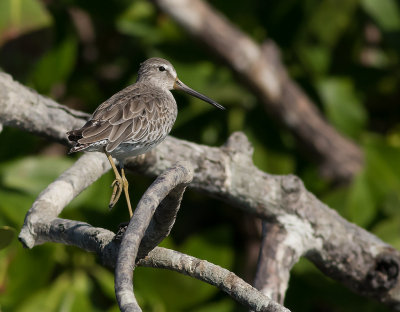 Mindre beckasinsnppa [Short-billed dowitcher] IMGL8224.jpg
