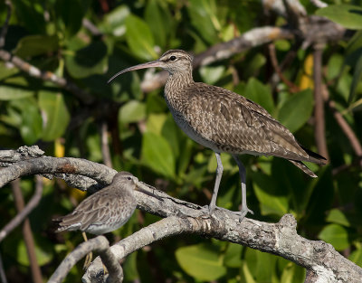 Amerikansk smspov [Whimbrel] IMGL8227.jpg