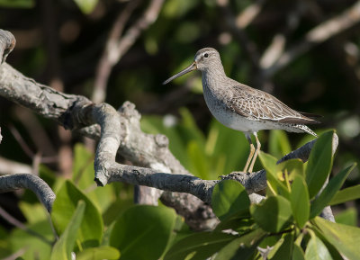 Mindre beckasinsnppa [Short-billed dowitcher] IMGL8232.jpg