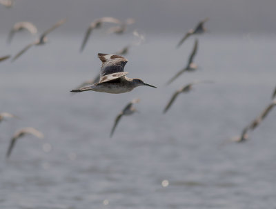 Mindre beckasinsnppa [Short-billed dowitcher] IMGL8297.jpg