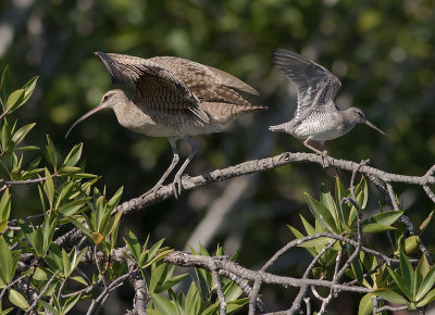 Mindre beckasinsnppa [Short-billed dowitcher] IMGL8346.jpg