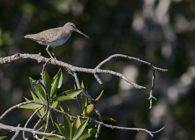 Mindre beckasinsnppa [Short-billed dowitcher] IMGL8351.jpg
