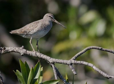 Mindre beckasinsnppa [Short-billed dowitcher] IMGL8352.jpg