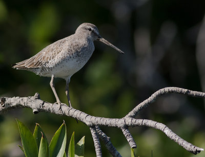 Mindre beckasinsnppa [Short-billed dowitcher] IMGL8355.jpg
