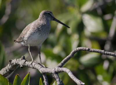 Mindre beckasinsnppa [Short-billed dowitcher] IMGL8360.jpg