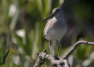 Mindre beckasinsnppa [Short-billed dowitcher] IMGL8361.jpg