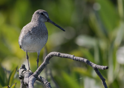 Mindre beckasinsnppa [Short-billed dowitcher] IMGL8364.jpg