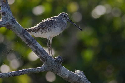 Mindre beckasinsnppa [Short-billed dowitcher] IMGL8370.jpg