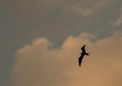 Gulls, Terns, Skimmers....in CR