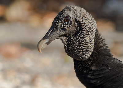 Korpgam [Black vulture] IMGL8171.jpg