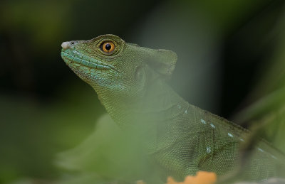 IMGL6090.jpg