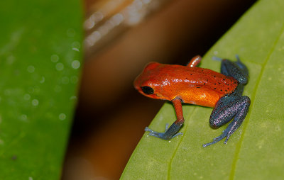 [Strawberry poinson-dart frog] IMG_4939.jpg