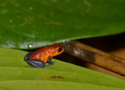 [Strawberry poinson-dart frog] IMG_4940.jpg