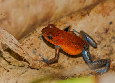 [Strawberry poinson-dart frog] IMG_4942.jpg