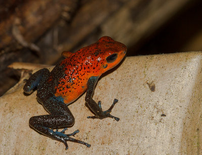 [Strawberry poinson-dart frog] IMG_4944.jpg