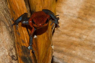 [Strawberry poinson-dart frog] IMG_4947.jpg