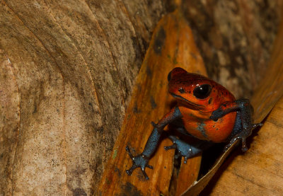[Strawberry poinson-dart frog] IMG_4948.jpg