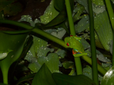 IMG_5025-frog.jpg