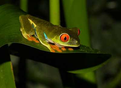 IMG_5027-frog.jpg