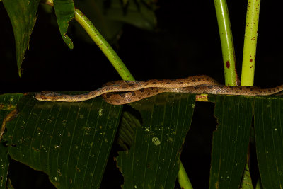 IMG_5030-snake.jpg
