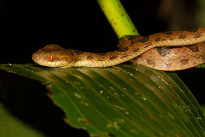 IMG_5033-snake.jpg