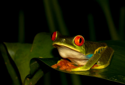 IMG_5037-frog.jpg