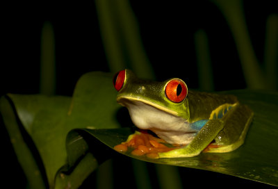 IMG_5037-frogbak.jpg
