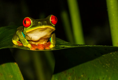 IMG_5040-frog.jpg