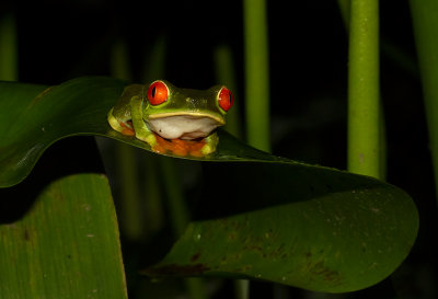 IMG_5041-frog.jpg