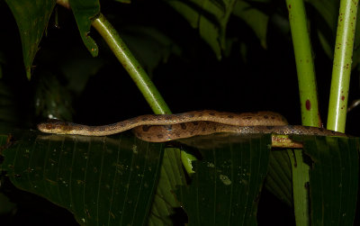 IMG_5047-snake.jpg