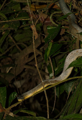 IMG_5225-snake.jpg