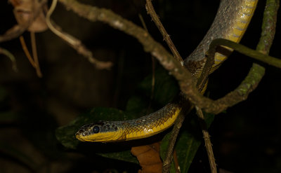 IMG_5228-snake.jpg