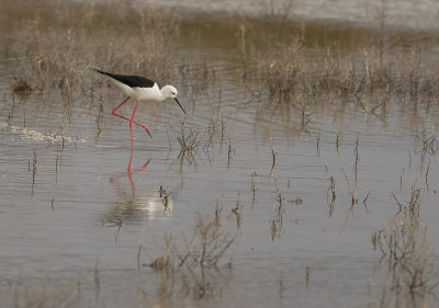 Styltlpare [Black-winged Stilt] IMGL4751.jpg