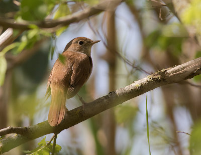Sydnktergal [Common nightingale] IMGL4864.jpg