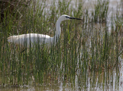 Silkeshger [Little Egret] IMGL4897.jpg