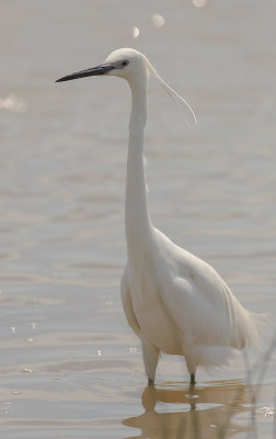 Silkeshger [Little Egret] IMGL4935.jpg