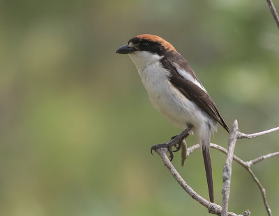 Rdhuvad trnskata [Woodchat shrike] IMGL4974.jpg