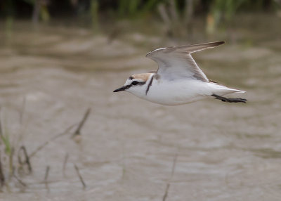 Svartbent strandpipare [Kentish plover] IMGL5024.jpg