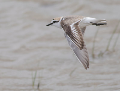 Svartbent strandpipare [Kentish plover] IMGL5026.jpg